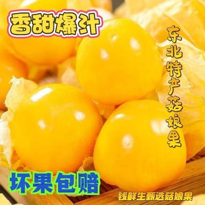 东北娘果薄皮新鲜现摘姑娘果灯笼果当季果大果甜菇娘水果整箱