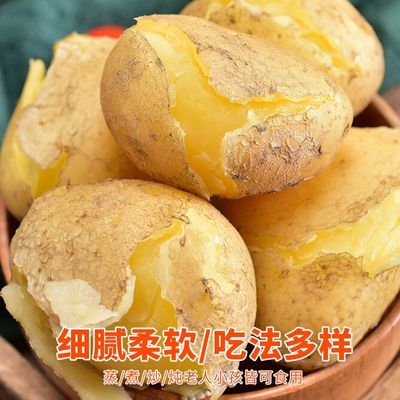 甘肃高原农家旱沙地新鲜现挖定西土豆黄心土豆粉面沙糯烤土豆