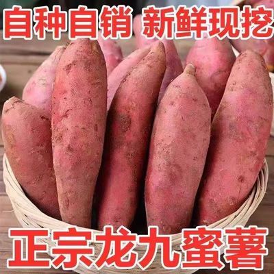 正宗龙九蜜薯沙地红薯新鲜粉糯香甜农家沙地红薯番薯批发红薯现挖