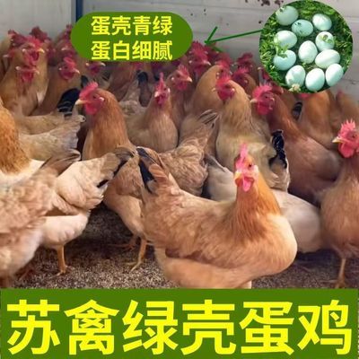 一斤半斤苏禽绿壳蛋鸡三黄鸡蛋鸡农家散养土鸡正宗产蛋鸡母鸡