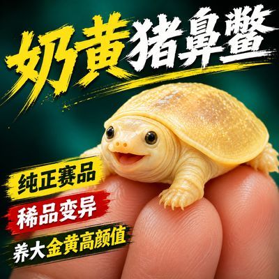 【养大黄化】金鳖100%纯种深水鱼缸混养清粪温顺鲜活淡水黄金甲鱼