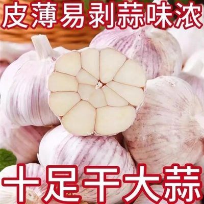 (福利)特大干蒜山东紫皮大蒜大蒜头精选特大果多瓣新鲜可种可吃