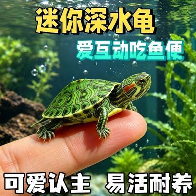 可以和鱼一起饲养的龟情侣一对黄耳龟净鱼缸水质深水迷你小黄耳苗
