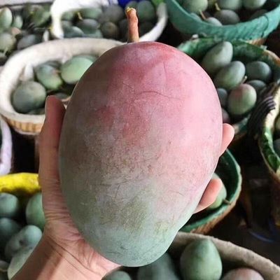 攀枝花凯特芒果正宗凯特芒新应季水果鲜采摘皮薄肉厚香甜多汁优惠商品图片
