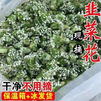【老农直采】现摘韭菜花2026新鲜当季现发鲜正宗山东批发包赔