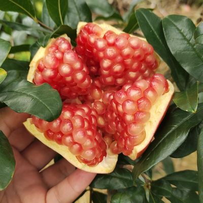 云南甜石榴 应季 观颜石榴 硬籽石榴 可榨汁 孕妇水果 自家种植优惠商品图片