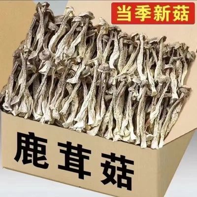 【新货】日晒鹿茸菇干货鹿茸菇菌菇干货无熏菌菇鹿耳菇批发煲汤优惠商品图片
