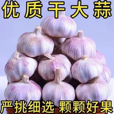 新干特大干蒜紫皮白皮大蒜山东新鲜批发金乡整箱农家优质多瓣家用