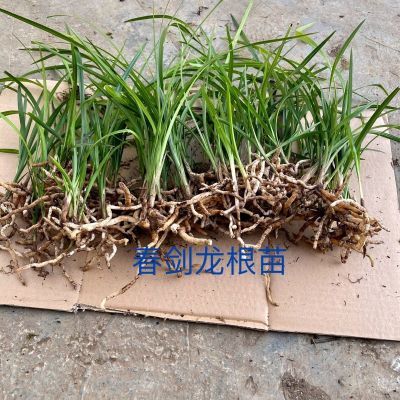 四川春剑兰花兰草原生态春剑自然种植新鲜春剑龙根苗开花很香优惠商品图片