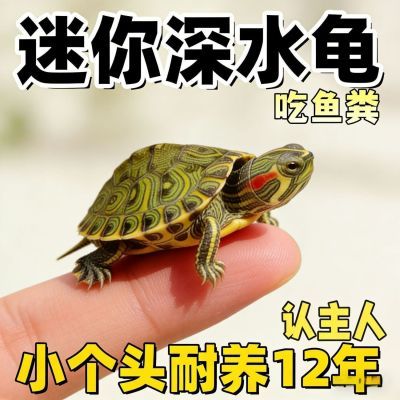 可以和鱼一起饲养的龟情侣一对黄耳龟净鱼缸水质深水迷你小黄耳苗