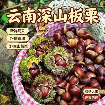 【云南板栗】2026今年新下树板栗新鲜生栗鲜板栗生板栗毛栗子净重优惠商品图片