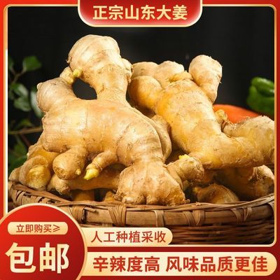 【精品山东姜块】单指姜大块姜水洗无泥风干姜月子姜老姜