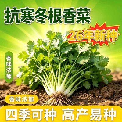 抗寒冬根香菜种子耐寒越冬浓香四季抗抽苔大油叶香菜种子20克优惠商品图片