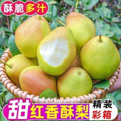【严选好果】正宗山西红香酥梨皮薄多汁肉实香梨当季新鲜梨子整箱