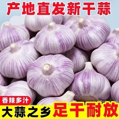 【十足新干蒜】山东紫皮大蒜金乡大蒜头原生态家用