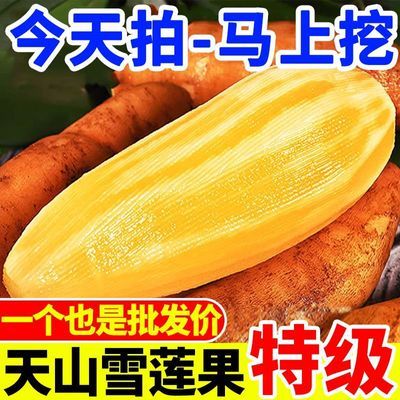 云南正宗天山雪莲果脆甜新果现挖红黄心雪莲果当季新鲜水果批发价优惠商品图片