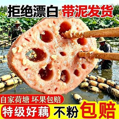 湖北粉藕新鲜莲藕面藕九孔糯米藕煲汤粉藕现挖现发莲藕1斤3斤5斤