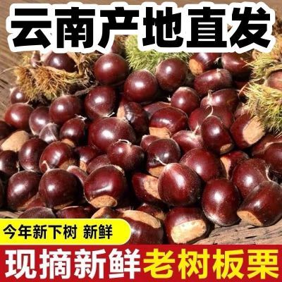 5斤正宗云南老树新鲜板栗生板栗油板栗高山板栗糖炒板栗粉糯板栗