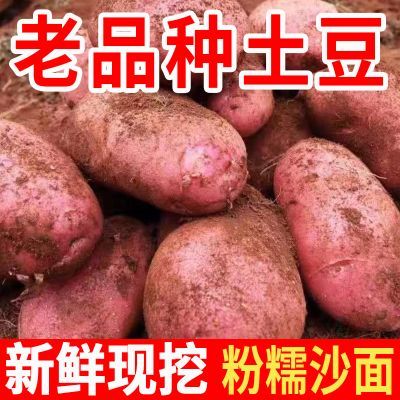 新鲜红皮土豆一整箱现挖马铃薯洋芋粉面软糯土豆当季蔬菜批发