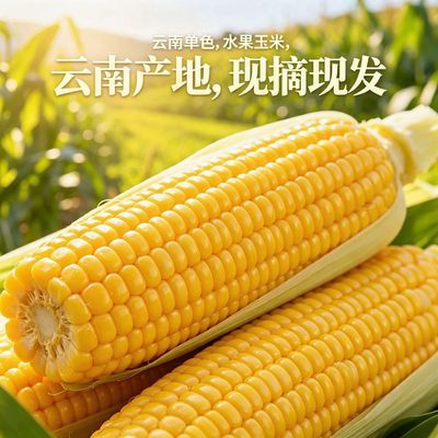 云南露天种植黄脆甜玉米 云南新鲜现摘新鲜水果玉米 脆甜不腻