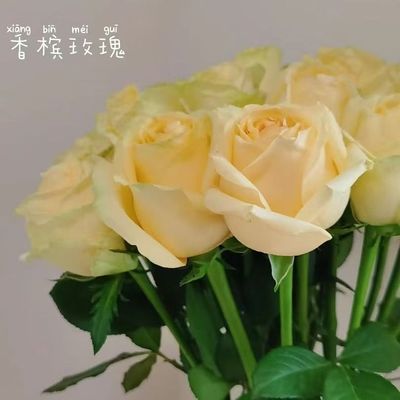 【冷链包邮】云南基地冷链直发蜜桃雪山香槟玫瑰花鲜切花20支包邮优惠商品图片