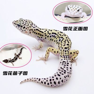 豹纹守宫苗子【吃蟋蟀】