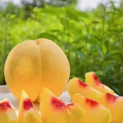 【果王黄桃】湖北枣阳新鲜采摘大大果香甜脆软两吃(顺丰包邮)优惠商品图片