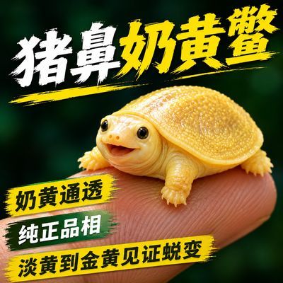 【鎏黄】猪鼻鳖100%纯种鲜活淡水黄化甲鱼混养黄金鳖稀有变异