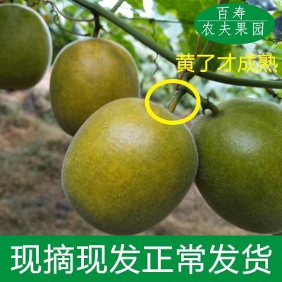 广西新鲜罗汉果现摘生果广西永福罗汉果桂林龙江百寿罗汉果产地