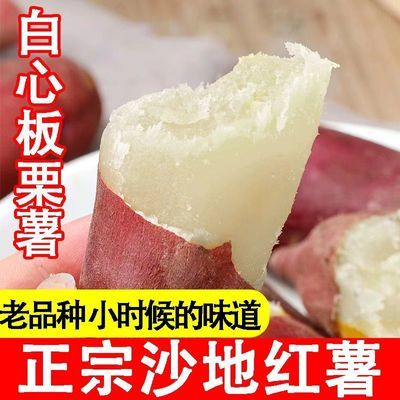 新鲜正宗河南红皮白心商十九板栗红薯农家老品种自种红薯白心红薯优惠商品图片