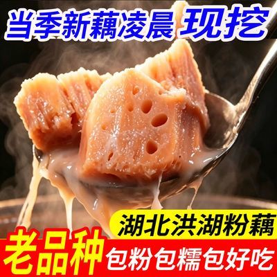 【正宗】洪湖莲藕新鲜现挖糯米藕煲汤粉糯炖汤湖北特产九孔红粉藕