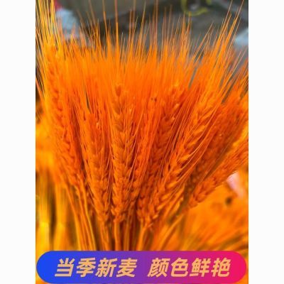 【精品当年新麦大麦】黄金大麦麦穗干花开业大麦厂家批发穗穗平安优惠商品图片