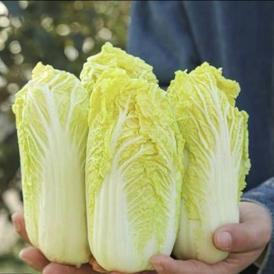 甘肃高原夏菜农家新鲜黄心娃娃菜脆嫩蔬菜先砍现砍批发火锅绿色菜优惠商品图片