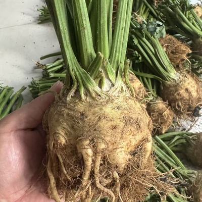 根芹疙瘩苗盆栽种植 特色芹菜根可室内盆栽种植现挖根芹疙瘩球优惠商品图片