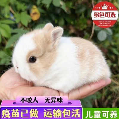 兔子活物小型迷你侏儒兔儿童宠物兔家养不咬人进口血统侏儒兔活体