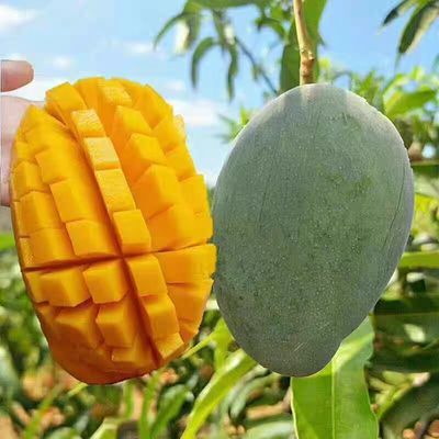 【芒果】新鲜采摘10斤多汁生熟两吃攀枝花正宗凯特芒皮薄肉厚应季优惠商品图片