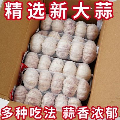 【剥皮去杆】新干蒜大蒜新鲜大蒜头紫红皮大蒜批发干蒜凉拌整箱
