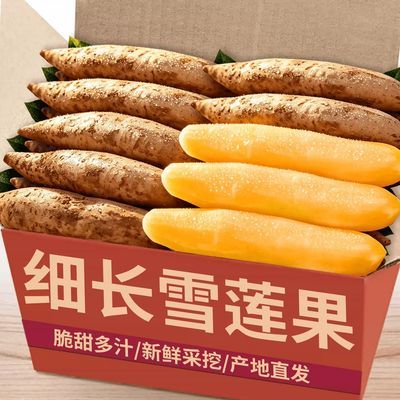 【现挖】正宗云南天山雪莲果新鲜水果脆甜多汁黄心细长果应季水果