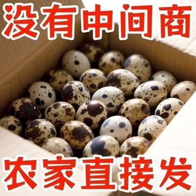【新鲜鹌鹑蛋批发】生蛋绿色杂粮蛋孕妇宝宝辅食鹌鹑蛋新鲜优惠商品图片