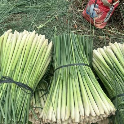 新鲜香茅香茅草柠檬草烧烤冬阴功奶茶火锅天然配料去腥食用香料