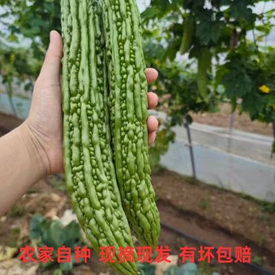 当季新鲜苦瓜自家种植现摘现发清热去火轻食低卡新鲜脆嫩生食榨汁优惠商品图片