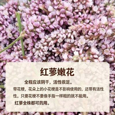 2026年红蓼花/辣蓼花/毛蓼花/酒曲花/新鲜嫩花/天然阴干/天然野生