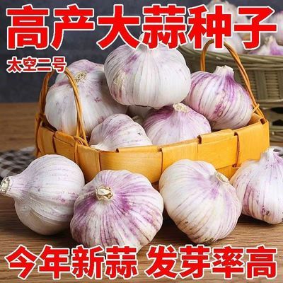 可吃可种】本地大蒜批发高发芽率种蒜苗出蒜黄种植大蒜带芽蒜种优惠商品图片