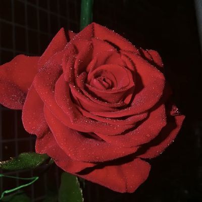 【冷链包邮】云南基地直发高原红玫瑰酒杯丝绒质感鲜切花20支包邮优惠商品图片