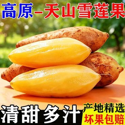 【脆甜多汁】正宗云南天山雪莲果新鲜水果现挖红心雪莲果现货整箱优惠商品图片