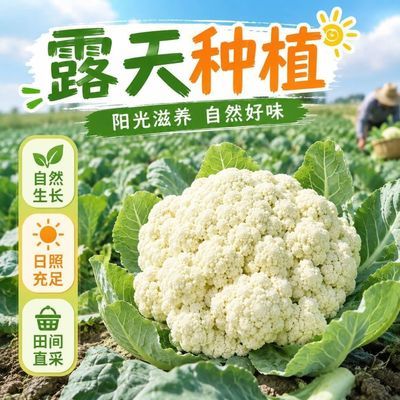 2026年散花花菜时令蔬菜干锅花菜泡沫箱加冰包装当天采摘新鲜批发