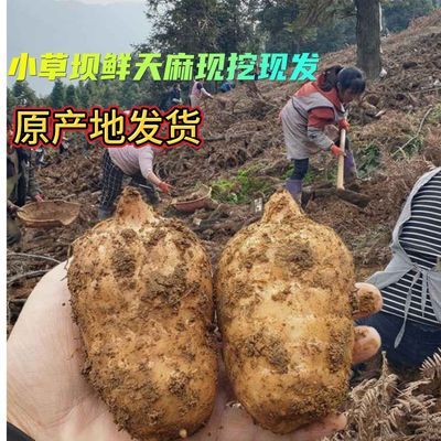 顺丰包邮小草坝新鲜昭通小草坝天麻仿野生天麻新深山现挖天麻煲汤