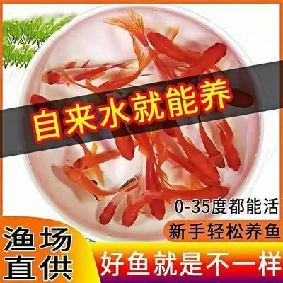 12-15公分3条红草金鱼观赏鱼耐活好养招财淡水冷水新手