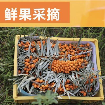 新疆野生沙棘小果,先采现发连枝条带叶子3斤特惠装优选礼盒鲜果优惠商品图片