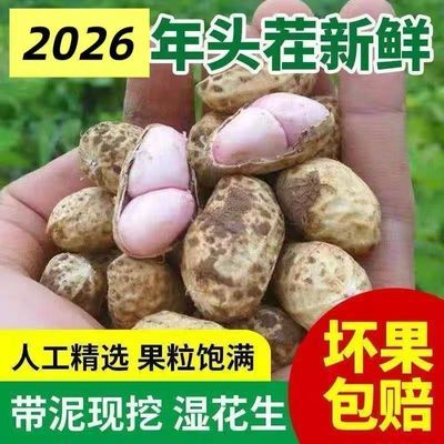 2026头茬粉皮鲜花花生生带红皮花生粉现挖新鲜可水带泥农家花生湿